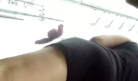 キッチンテーブルに 女性 無 修正 動画 無料